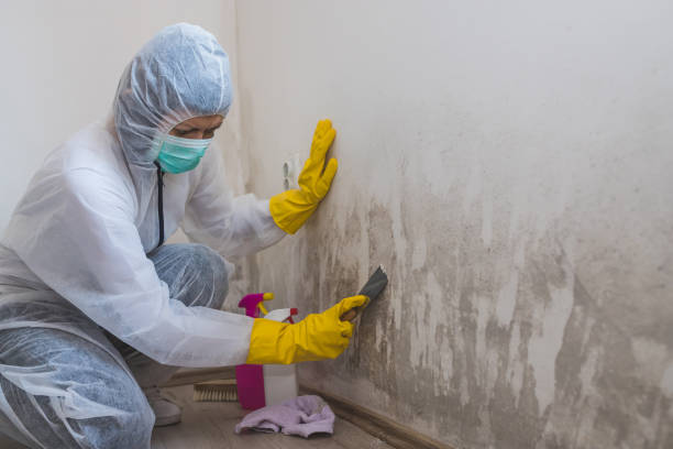 Best Residential Mold Removal  in Woodmere, NY
