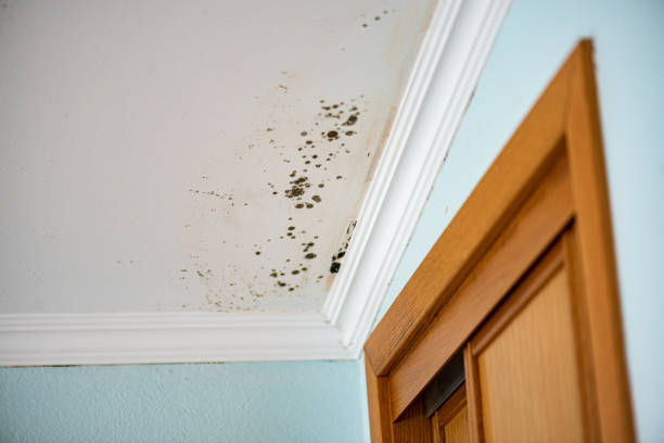 Best Attic Mold Removal  in Woodmere, NY