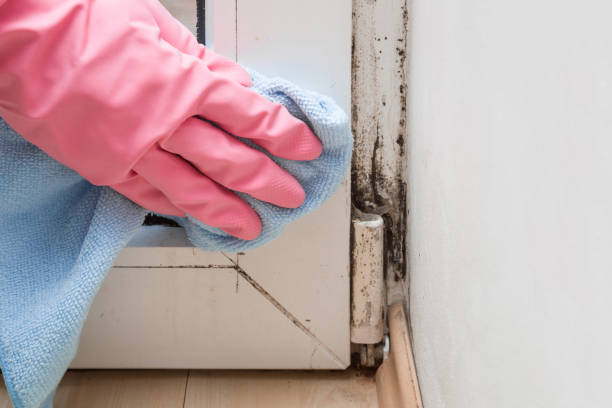 Certified Mold Removal in Woodmere, NY
